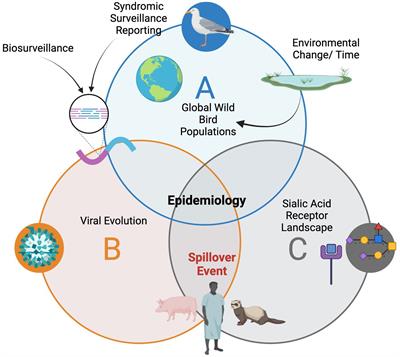 Transboundary determinants of avian zoonotic infectious diseases: challenges for strengthening research capacity and connecting surveillance networks